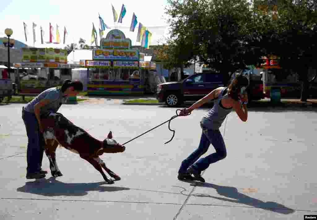 Women lead a calf as people prepare for the Iowa State Fair in Des Moines, Iowa, Aug. 7, 2019.