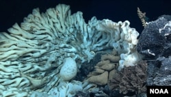 The largest sponge ever recorded was found off the coast of Hawaii.