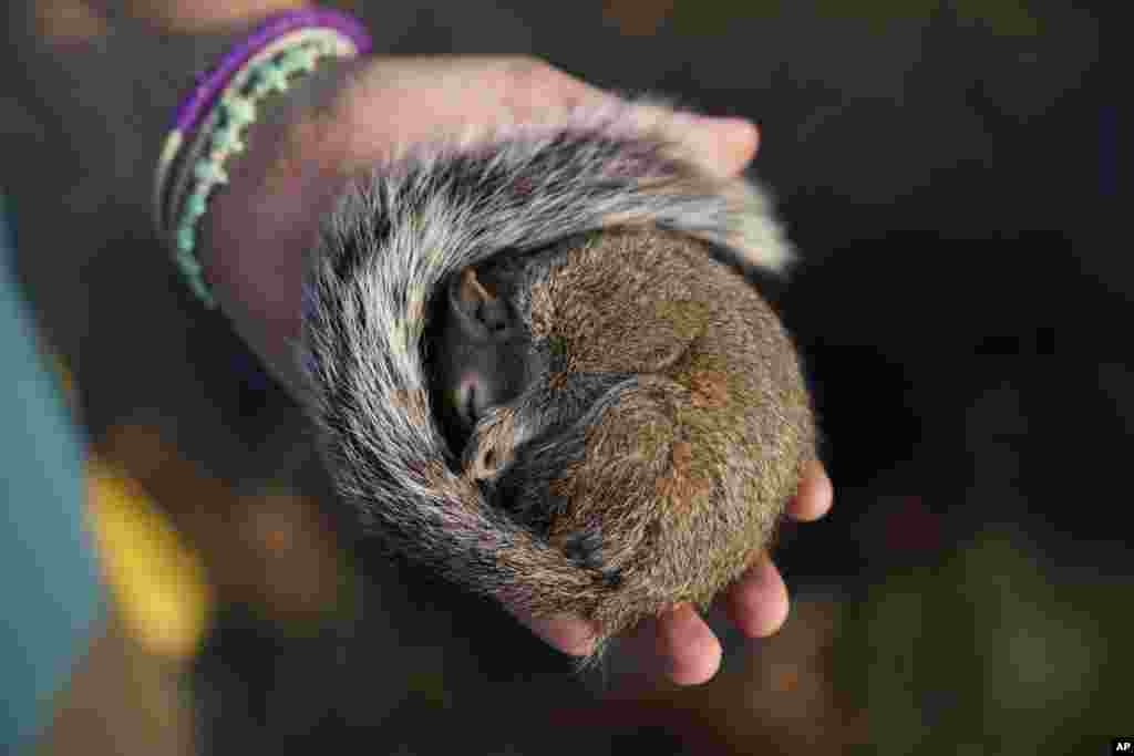 Penny Verdin displays a sleeping squirrel she helped rescue after it was injured during Hurricane Ida, Sept. 4, 2021, in Dulac, Louisiana.