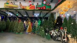 Además de los pino tradiciones, las tiendas venezolanas ofrecen de distintos colores, algunos "nevados", con luces e incluso adornos, y que en algunos casos pueden superar los 100 dólares. Foto: Luisana Solano - VOA.