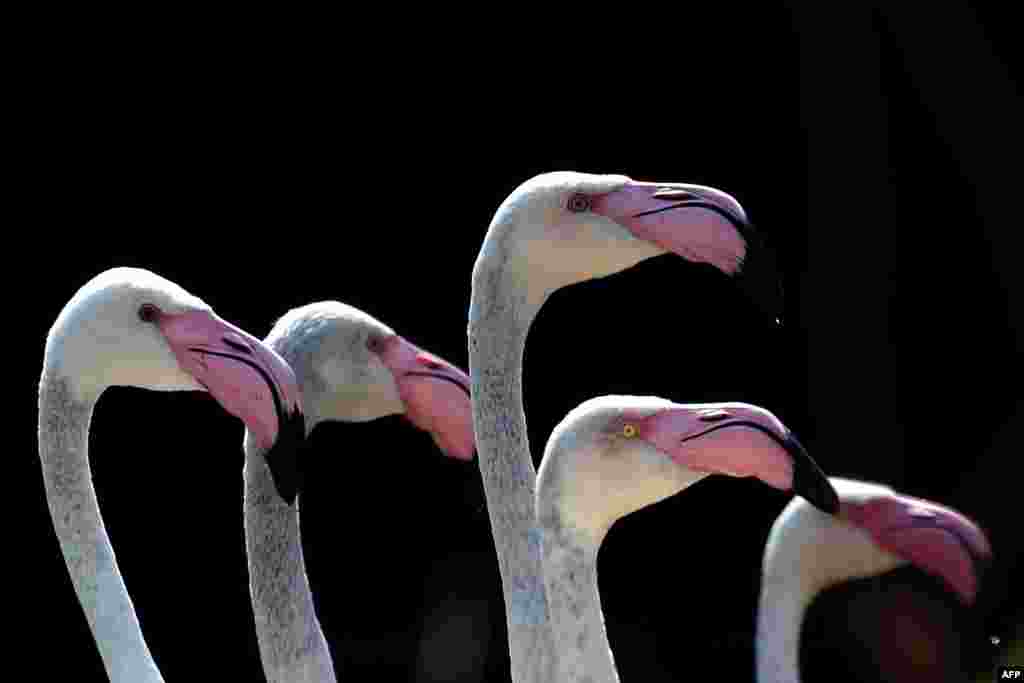 Flamingos at the &quot;Zoom Torino&quot;, a zoological park in Cumiana near Turin, Italy