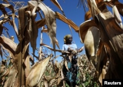 Subsistence farmer Joice Chimedza harvests maize on her small plot in Norton, a farming area outside Zimbabwe's capital Harare, May 10, 2016.