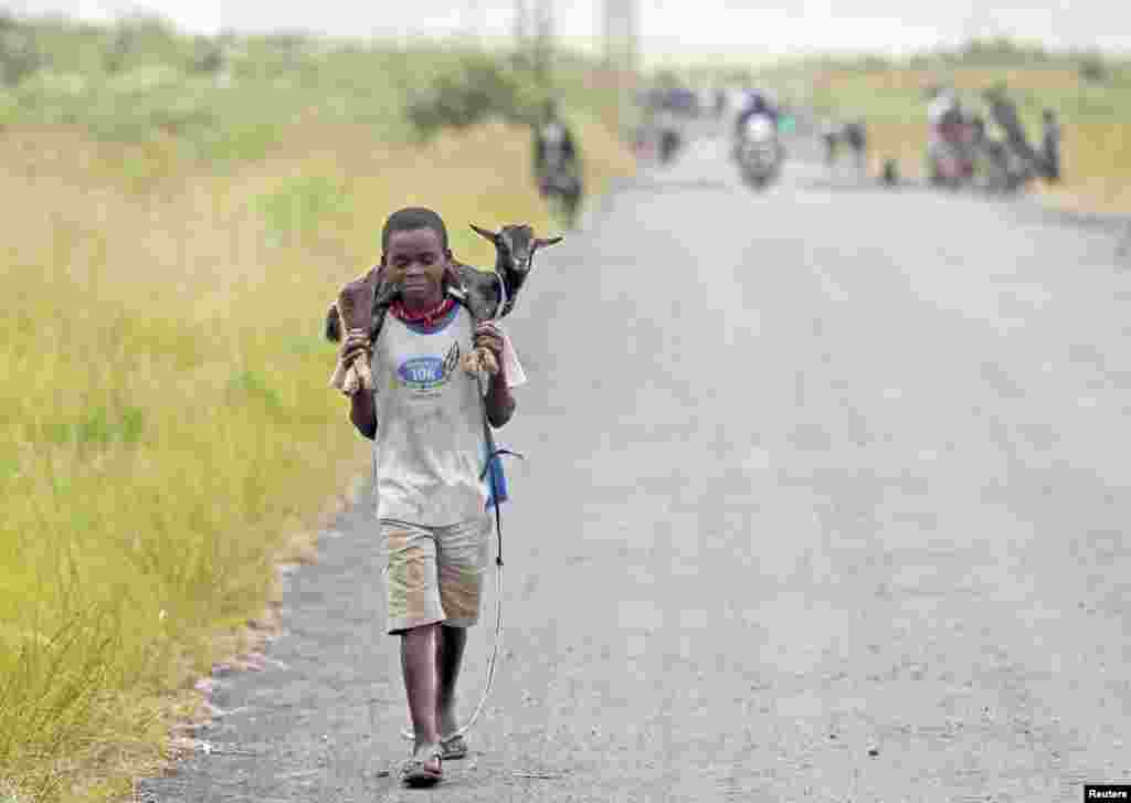 A boy carries a goat along a road near the town of Sake, about 27 kilometers west of Goma, DRC, November 27, 2012.