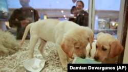 Foto yang diambil hari Senin, 4 Oktober 2010, para pengunjung toko mengamati sepasang anak anjing Labrador yang dijajakan di Barkworks Pup & Stuff, sebuah toko hewan peliharaan kelas atas di Westside Pavillion Shopping Center, Los Angeles, AS (foto: AP Photo/Damian Dovarganes)