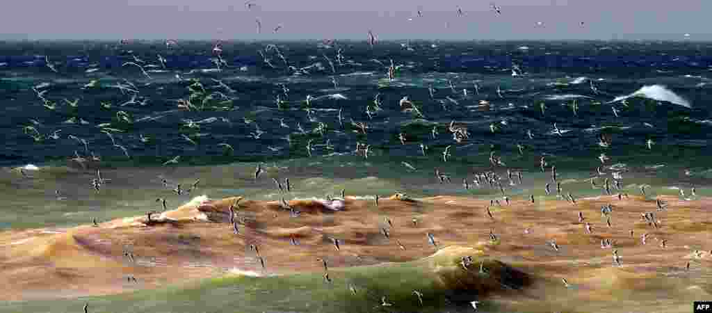 Seagulls fly over waves during stormy weather off the shores of the Lebanese capital Beirut.