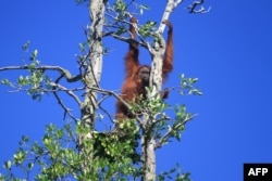 Seekor orangutan Sumatra bergelantungan di sebuah pohon di Desa Geulagang Gajah, Provinsi Aceh, sebelum dipindahkan ke lokasi yang aman, 3 Agustus 2018.