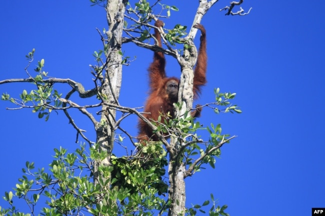 Seekor orangutan Sumatra bergelantungan di sebuah pohon di Desa Geulagang Gajah, Provinsi Aceh, sebelum dipindahkan ke lokasi yang aman, 3 Agustus 2018.