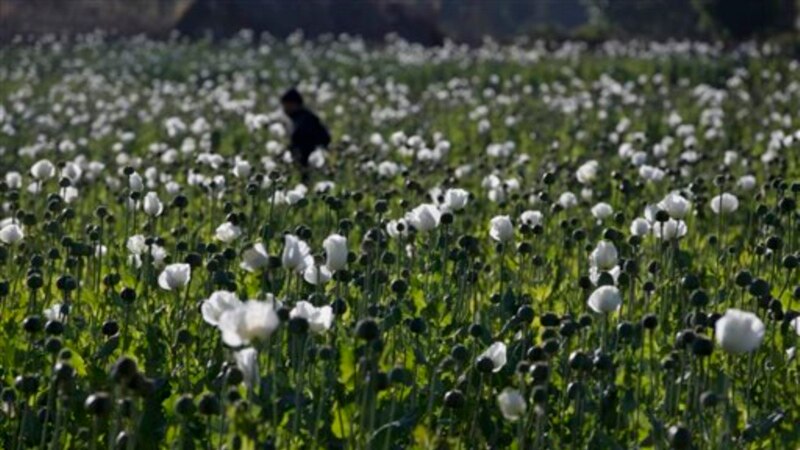 33 persen peningkatan budidaya opium di Myanmar