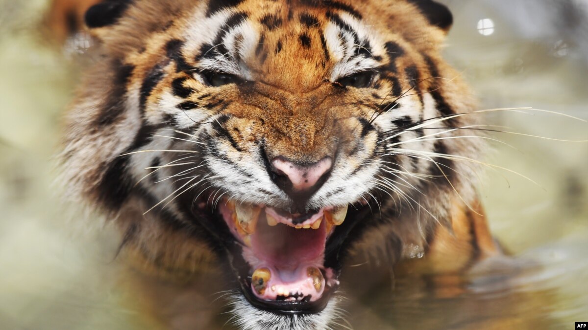 Studi Harimau Hanya Tersisa Enam Sub Spesies