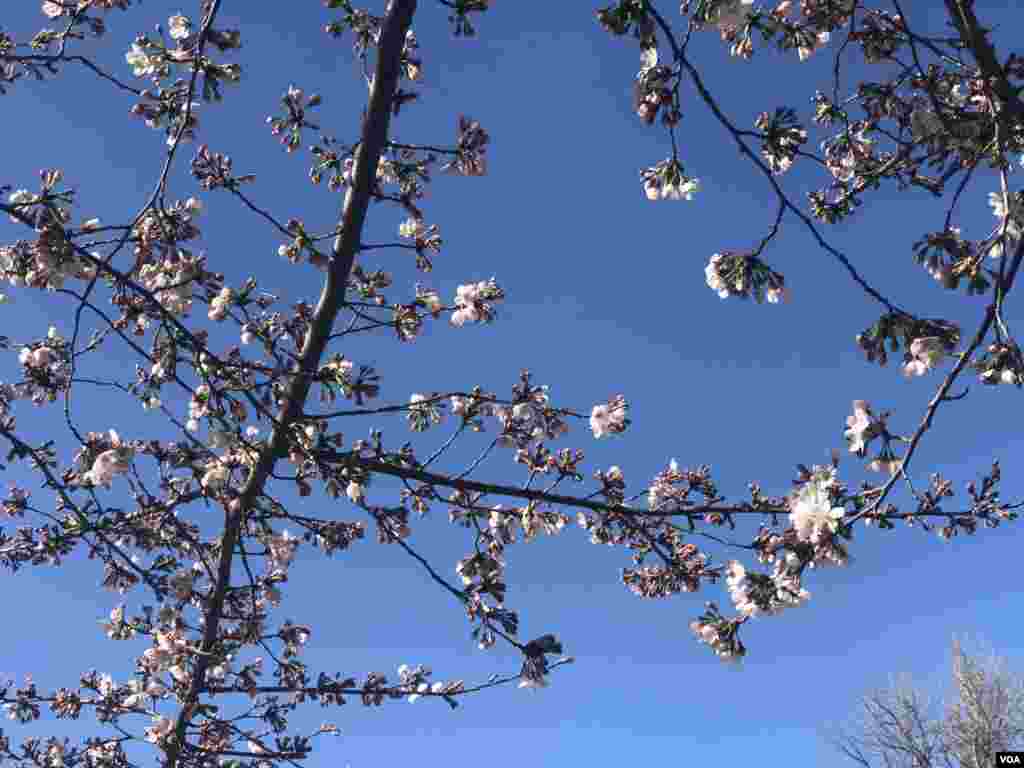 3月31日复活节周末，华盛顿樱花开始盛放，游人如织。