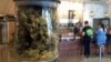 Californians Seek Pot of Gold in Marijuana Legalization