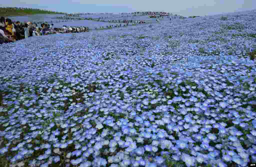 People walk on a hill covered with nemophila flowers in full bloom at Hitachi Seaside Park in Hitachinaka, Ibaraki Prefecture, Japan.