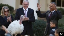 Le président Barack Obama graciant une dinde à l'occasion de Thanksgiving, le 23 novembre 2016.