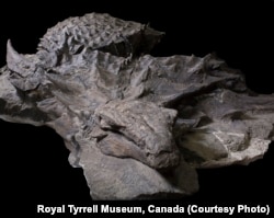 The nodosaur before going on exhibit, its head and eye in front, and one of its large spikes on the left. (Credit: Royal Tyrrell Museum, Canada)