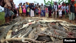 Dân làng đứng xem xác cá sấu bị giết được chất thành đống ở huyện Sorong, West Papua, Indonesia, ngày 14/7/2018.