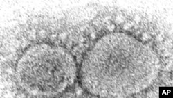 资料照：美国疾病控制与预防中心提供的这张2020年的电子显微镜图像显示了导致COVID-19的SARS-CoV-2病毒颗粒。