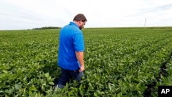 FILE - farmer Michael Petefish walks through his soybeans at his farm near Claremont in southern Minnesota.