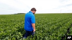 FILE - farmer Michael Petefish walks through his soybeans at his farm near Claremont in southern Minnesota.