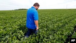 FILE - farmer Michael Petefish walks through his soybeans at his farm near Claremont in southern Minnesota.