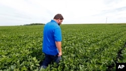 一名美國明尼蘇達州農民檢視他的黃豆田。