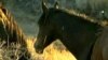 Author Urges Protection for American Wild Horses