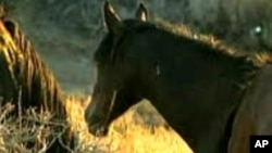 Author Urges Protection for American Wild Horses