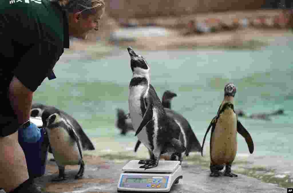 A penguin reacts with a zoo keeper as it stands on weighing scales for the Zoo's annual weigh-in, in London.
