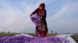Saffron Farming in Indian Administrated Kashmir