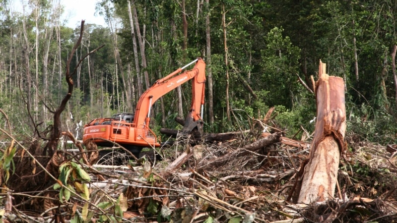 Indonesia dan Malaysia Jadi 'Angin Segar' di Tengah Suramnya Hutan Dunia