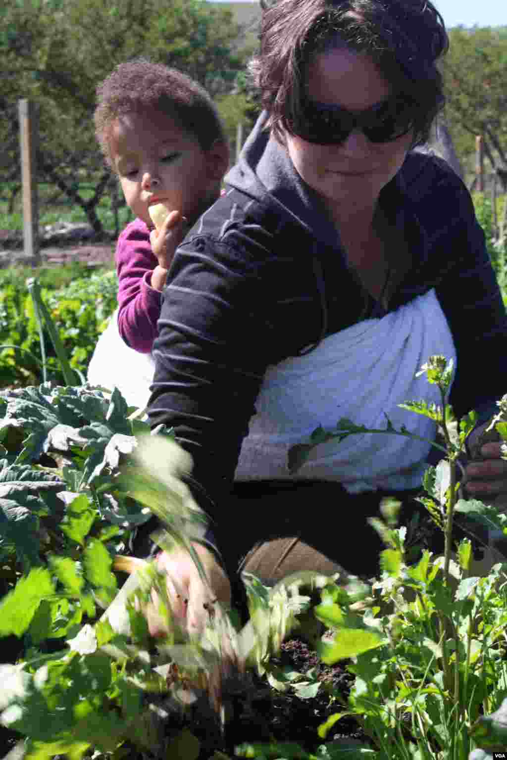 Alex Gunther picks herbs in the home&rsquo;s garden (VOA/Taylor) 