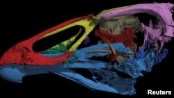 Gambar tiga dimensi tengkorak burung Asteriornis maastrichtensis, yang hidup 66,7 juta tahun lalu, dalam foto yang dirilis untuk Reuters, 17 Maret 2020. (Foto: Reuters)