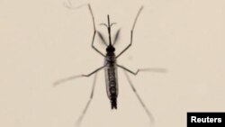 Aedes aegypti ခြင်