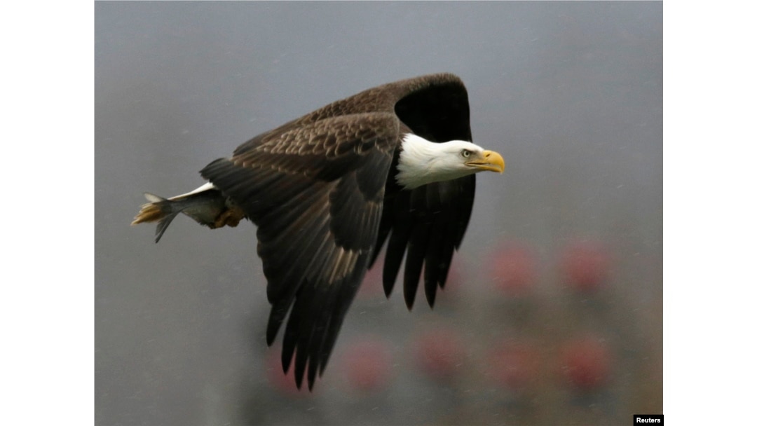 Seekor elang botak (bald eagle) kembali ke sarangnya setelah menangkap ikan di Bendungan Conowingo di Sungai Susquehanna di Maryland (foto: dok). Populasi elang botak alami peningkatan di AS.