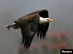 Seekor elang botak (bald eagle) kembali ke sarangnya setelah menangkap ikan di Bendungan Conowingo di Sungai Susquehanna di Maryland (foto: dok). Populasi elang botak alami peningkatan di AS.