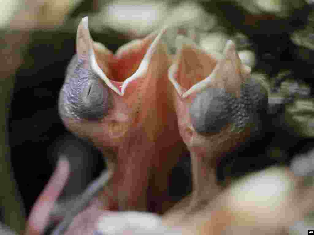 Newborn birds open their mouths for food in a nest in Hong Kong.