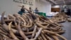 Hong Kong Seizes $9M Worth of Ivory in Malaysia Shipment