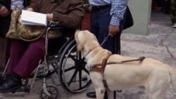 School Helps Dogs with Fear of Flying