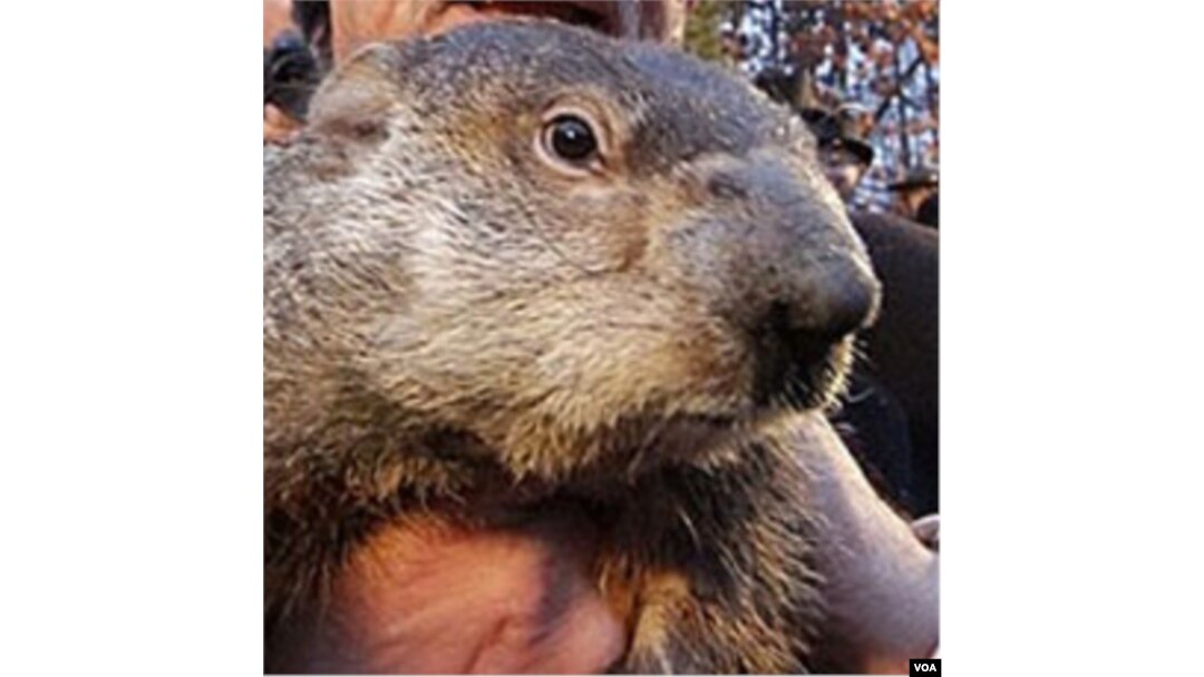 Groundhog Di As Prediksi Musim Dingin Berlangsung 6 Minggu Lagi