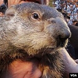 Punxsutawney Phil, groundhog atau hewan kecil sejenis berang-berang darat (2/2).