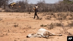 FILE - A man carries his sheep past the carcass of a dead cow in the drought-affected village of Bandarero, near Moyale town on the Ethiopian border, in northern Kenya, March 3, 2017. 