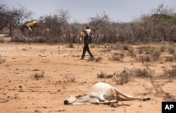 A man carries his sheep past the carcass of a dead cow in the drought-affected village of Bandarero, near Moyale town on the Ethiopian border, in northern Kenya, March 3, 2017.
