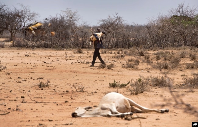 A man carries his sheep past the carcass of a dead cow in the drought-affected village of Bandarero, near Moyale town on the Ethiopian border, in northern Kenya, March 3, 2017.