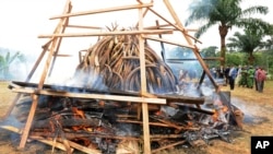 FILE -Elephant ivory tusks are burned on a pyre with thousands of pieces of carved ivory, equivalent to ivory culled from about 850 elephants, Libreville, Gabon. Many of the elephants were slaughtered in Tanzania.