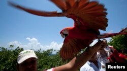 Burung Scarlet macaw hinggap kembali ke tangan pemiliknya setelah terbang (foto: ilustrasi). 