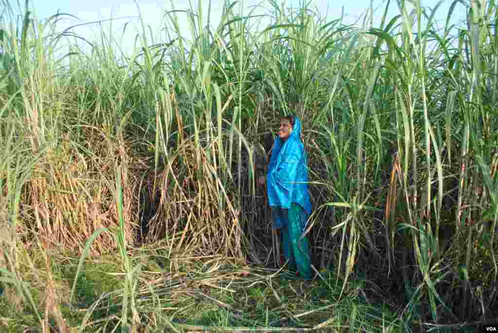 A woman in northwest Bangladesh grows flood-resistant sugar cane, which can grow while immersed in about four feet of water. (Amy Yee for VOA)