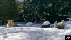 This image shows a dog resting by a backyard garden covered in snow in Westchester County, N.Y. on Feb. 4, 2021. (AP Photo/Julia Rubin)