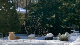 This image shows a dog resting by a backyard garden covered in snow in Westchester County, N.Y. on Feb. 4, 2021. (AP Photo/Julia Rubin)