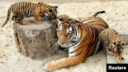 FILE - Two-month-old Indochinese tiger cubs play with their mother inside their cage at the Hanoi Zoo, March 2007. 
