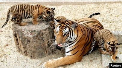 Tiger cub playing with mother - About Wild Animals