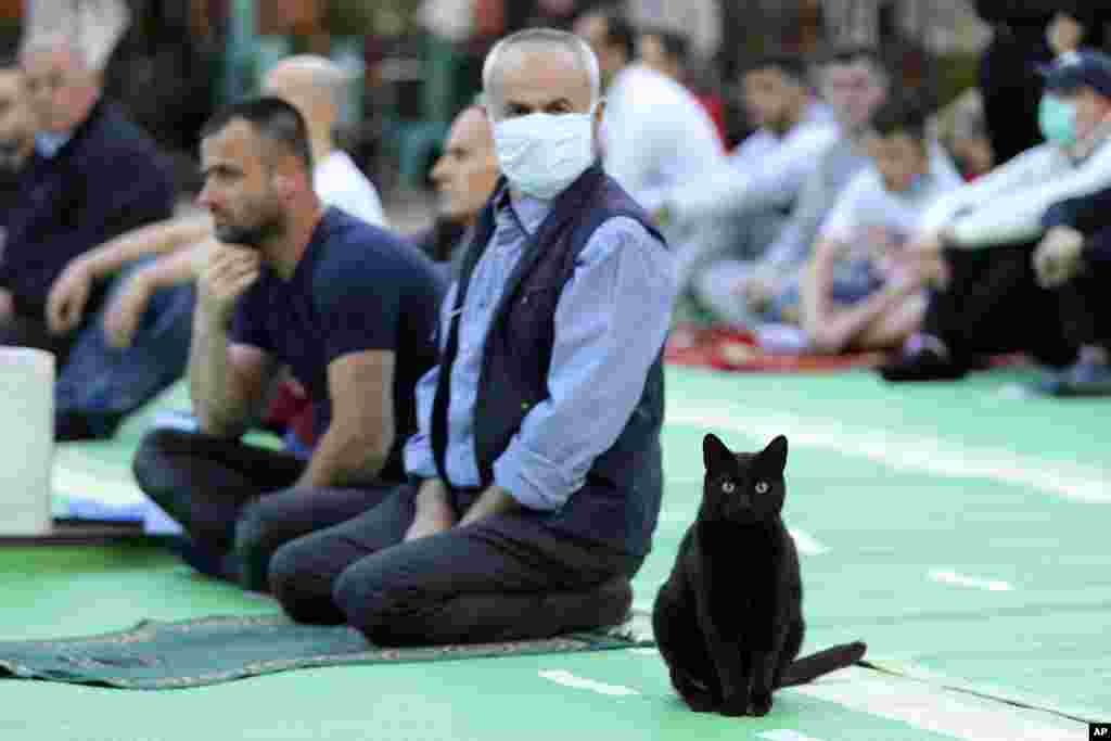 A cat is seen sitting near Muslims offering Eid al-Fitr prayers outside the mosque of Kokonoz in Tirana, Albania.